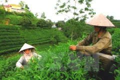 Thai Nguyen’s strengths introduced to US enterprises 