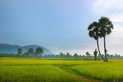 Tourists to An Giang surge in nine months 