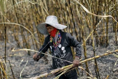 Thailand’s sugarcane output falls due to drought