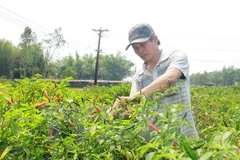 Malaysia to import chillies from Vietnam due to limited supply 