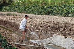 Techniques for farming in Mekong Delta salty land introduced