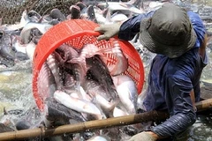 US Senate votes to end catfish inspection programme