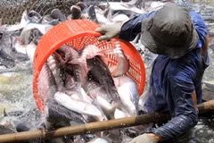 US Senate votes to end catfish inspection programme