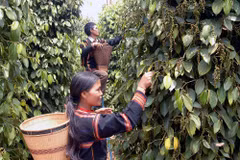 Vietnamese pepper exports surge