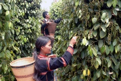 Vietnamese pepper exports surge