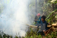  Localities hurt by widespread forest fires