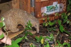Twenty Java pangolins released back into the wild 