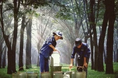 Rubber industry suffers from falling prices