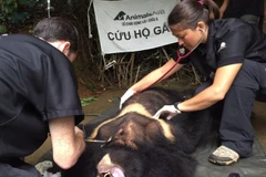 Moon bear rescued in Lam Dong province 