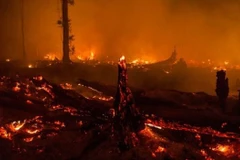 Indonesia declares emergency due to forest fires 