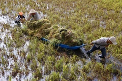 Rain, wind batter Mekong farms 