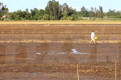 Tra Vinh loses 49.5 million USD due to drought, saline intrusion