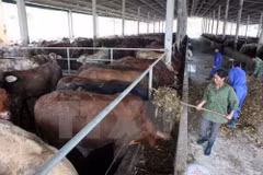 Central Highlands provinces move to develop cattle for trading 