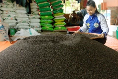 Prices of Vietnam’s black pepper drop