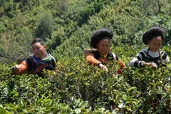 New projects to reduce poverty in Cao Bang, Bac Kan