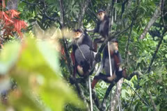 Hundred of rare primates found in Quang Binh