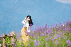 Fansipan flower valley enchants visitors