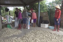 Oriental onions ready for family dinners during Tet holiday