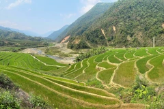 Beauty of young rice terraces in Lai Chau