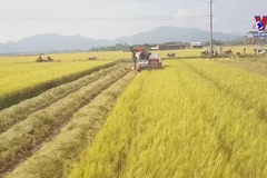 Joint rice farming model brings farmers sustainable income