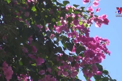 Bougain villea blossoms brighten up Nha Trang city