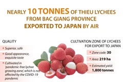 Bac Giang exports nearly 10 tonnes of Thieu lychees to Japan