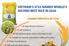 Vietnam’s ST25 named world’s second best rice in 2020