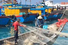 Full team effort needed to remove EC’s ‘yellow card’ on Vietnamese seafood