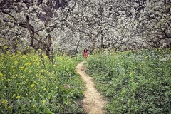 Fairy-like destinations in Moc Chau