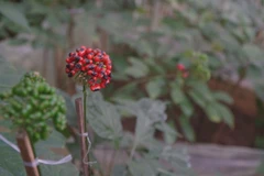 Ginseng cultivation area expanded under Gov’t decision
