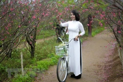 Peach blossoms: Enduring symbol of Tet holiday