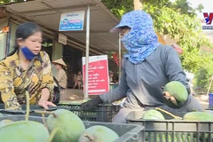Son La mangoes exported to Australia