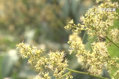 Lychee in full bloom: Bee breeders, lychee growers both happy