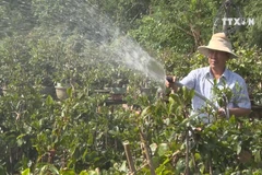 Apricot blossoms in Binh Dinh ready for Lunar New Year