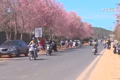 Wild Himalayan cherry blossoms brighten Da Lat city