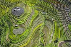 Ripening rice season on Hoa Binh terraced fields