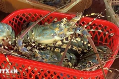 Vietnam’s lobsters claw back prominence in China