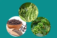 Pepper export turnover up 30.3% in H1
