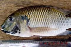 Blackchin tilapia. (Photo: Thai Department of Fisheries) 
