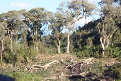 Community-based forest management the way forward 