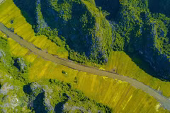 Golden ripe paddy fields looking from Hang Mua peak 