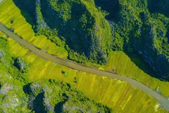 Golden ripe paddy fields looking from Hang Mua peak 