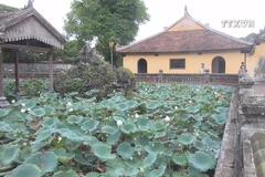Precious white lotus species to be grown in Hue