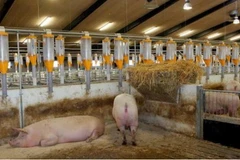 VN looks to develop fertilizer production from livestock waste