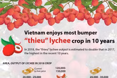 Vietnam enjoys most bumper "thieu" lychee crop in 10 years