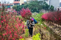 Peach blossoms, kumquats exude Tet spirit