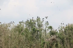 Asian openbill storks flock to Gao Giong cajuput forest in Dong Thap