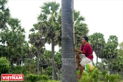 Palm-sugar, a specialty of An Giang