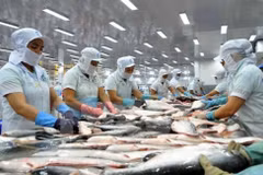 Tra fish exports surge to set new record