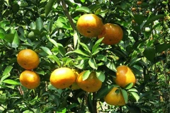 Farmers in Bac Kan wealthy thanks to tangerine trees